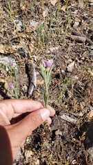 Clarkia purpurea viminea
