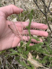 Lycopodium lagopus