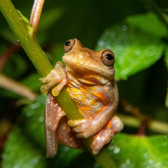Dendropsophus columbianus