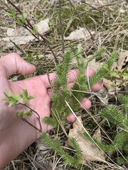 Lycopodium lagopus