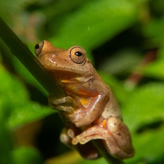 Dendropsophus columbianus