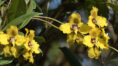 Cyrtochilum macranthum