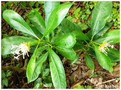 Rauvolfia serpentina