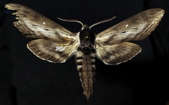 Sphinx gordius