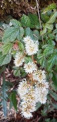 Astilbe macroflora