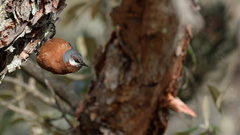 Conirostrum binghami