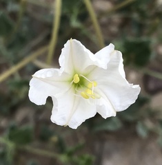 Acleisanthes