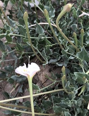 Acleisanthes
