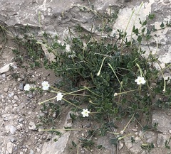 Acleisanthes