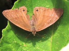Euptychoides laccine