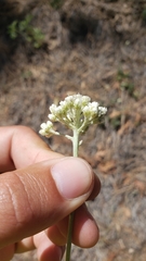 Antennaria argentea