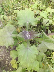 Smallanthus sonchifolius