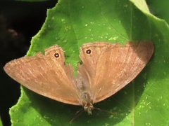 Euptychoides laccine