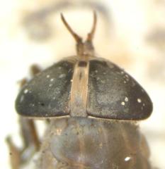 Tabanus colombensis