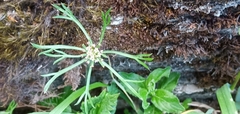 Chaerophyllum involucratum