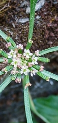 Chaerophyllum involucratum