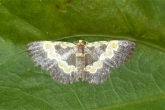 Peratophyga flavomaculata