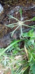 Chaerophyllum involucratum