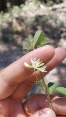 Trifolium breweri