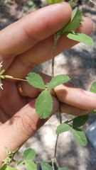 Trifolium breweri