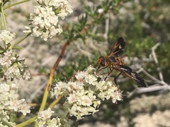 Poecilanthrax eremicus