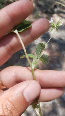Trifolium breweri