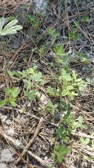 Trifolium breweri