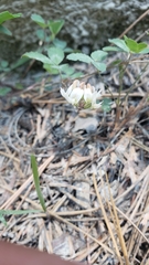 Trifolium breweri