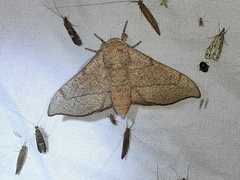 Cicinnus melsheimeri