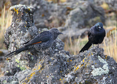 Slender-Billed Starling photo 2