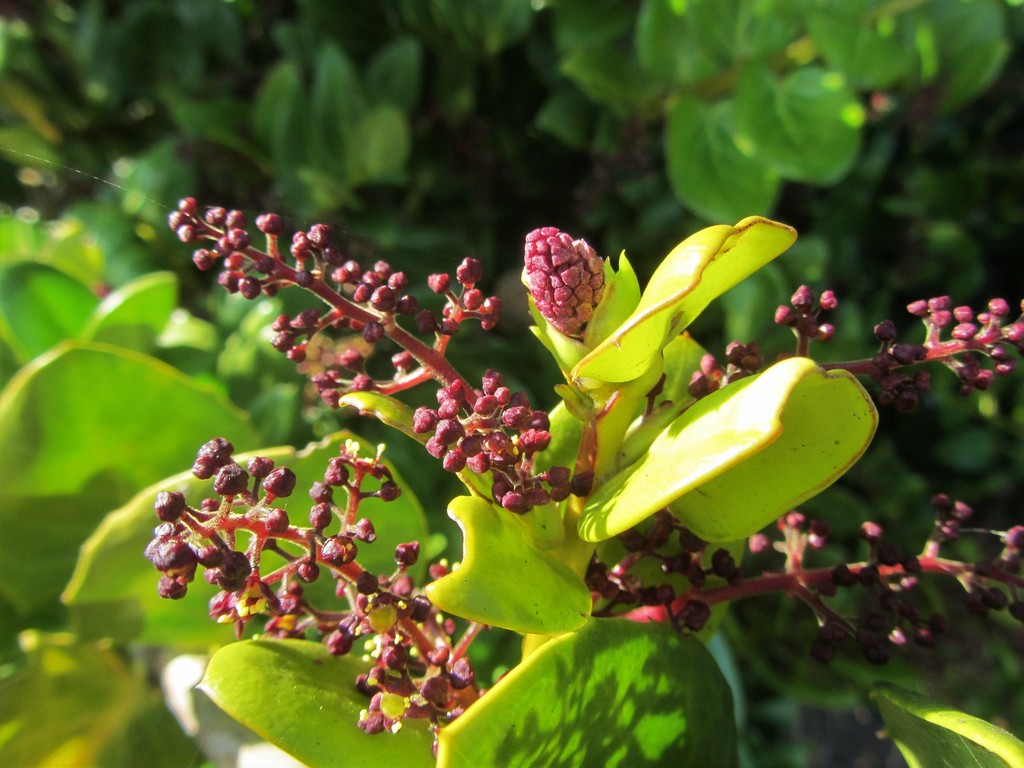 Griselinia