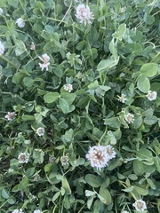Trifolium repens
