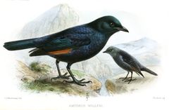 Waller's Starling photo 2