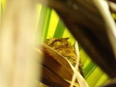 Otus lempiji