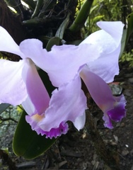 Cattleya trianae