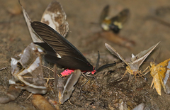 Histia flabellicornis