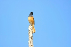 Phoenicurus hodgsoni