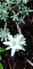 Leontopodium microphyllum