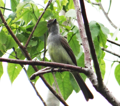 Myiarchus yucatanensis