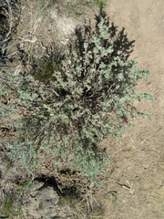 Artemisia arbuscula