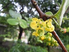 Bunchosia costaricensis