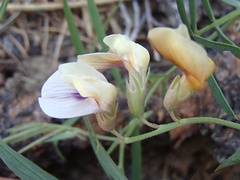 Lathyrus lanszwertii