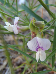 Lathyrus lanszwertii