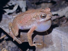 Ingerophrynus parvus