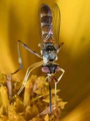 Stylogaster beresfordi