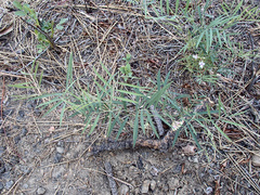 Lathyrus lanszwertii