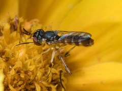 Stylogaster beresfordi