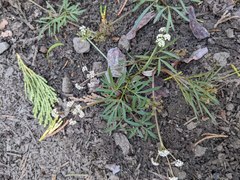 Lomatium fusiformis