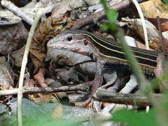 Aspidoscelis angusticeps