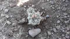 Coryphantha robustispina